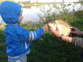 Carp bream