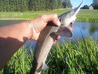 Atlantic sturgeon