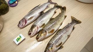 Brown Trout