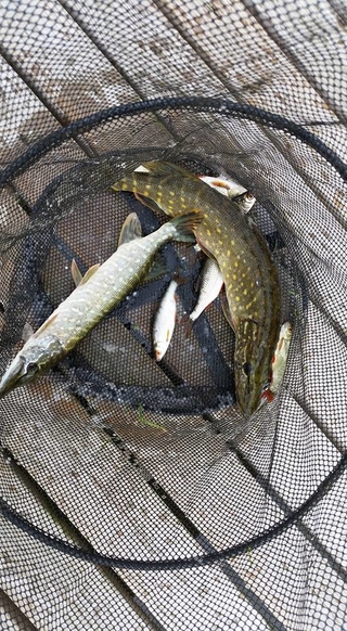 Northern Pike