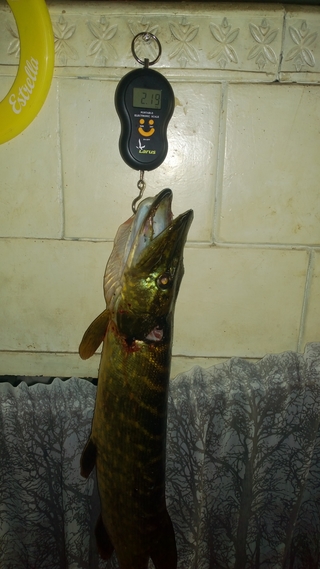 Northern Pike