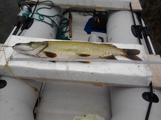Northern Pike