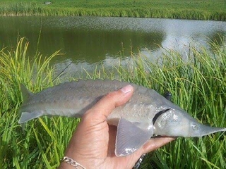 Atlantic sturgeon