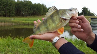 Eurasian perch