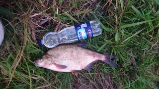 Carp bream