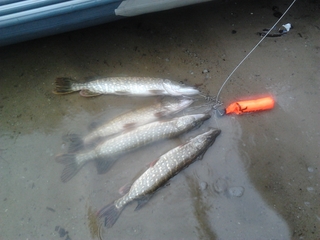 Northern Pike