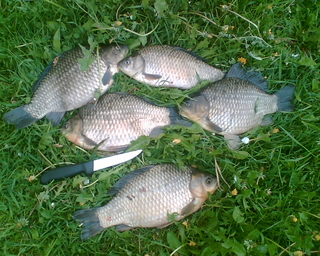 Prussian carp