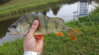 Eurasian perch