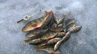 Eurasian perch