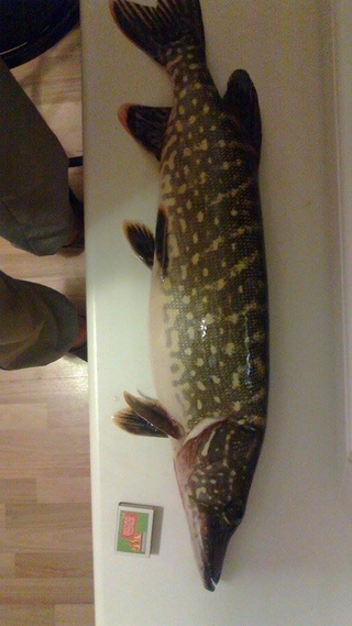 Northern Pike