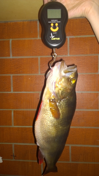 Eurasian perch