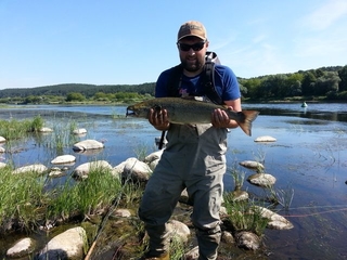 Atlantic salmon