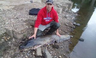 Wels catfish