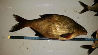 Carp bream