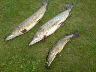 Northern Pike