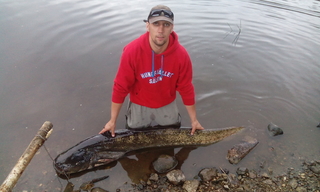Wels catfish