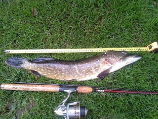 Northern Pike