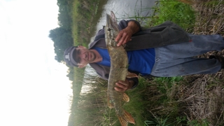 Northern Pike