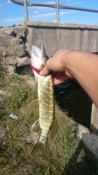 Northern Pike