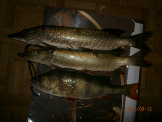 Northern Pike