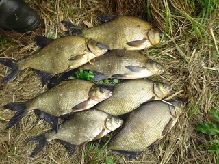 Carp bream