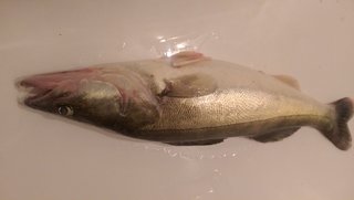 Eurasian perch