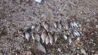 Carp bream