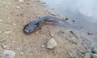 Wels catfish
