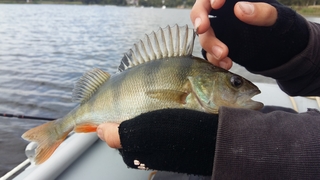 Eurasian perch