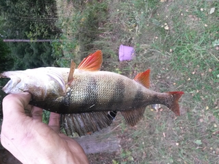 Eurasian perch
