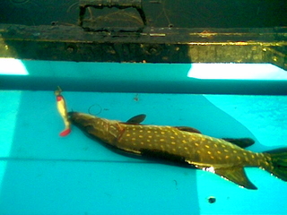 Northern Pike