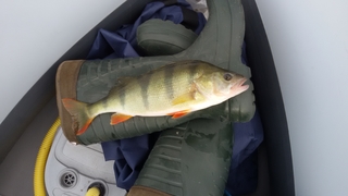 Eurasian perch