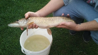 Northern Pike