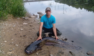 Wels catfish