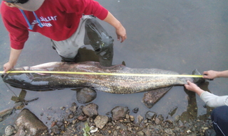 Wels catfish