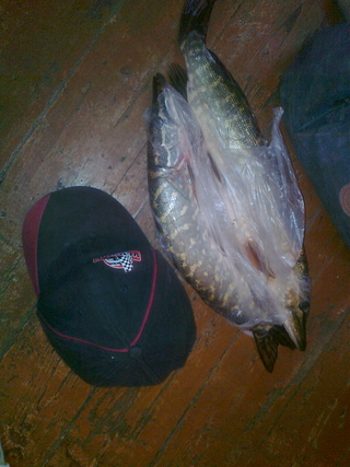 Northern Pike
