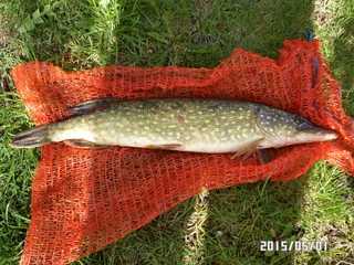 Northern Pike