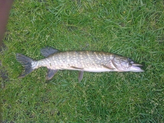 Northern Pike