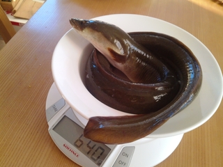 European eel