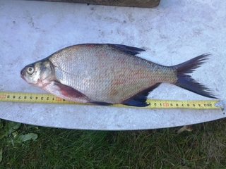 Carp bream