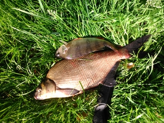 Carp bream