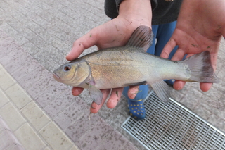 Tench