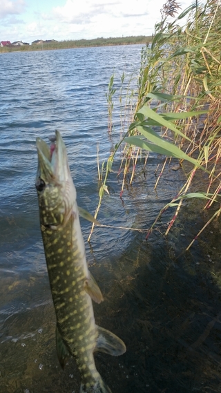 Northern Pike