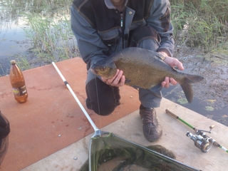 Carp bream