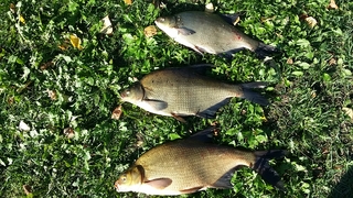 Carp bream