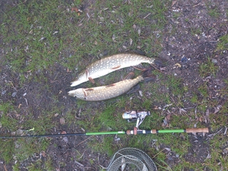 Northern Pike