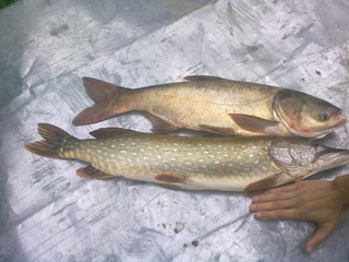 Northern Pike