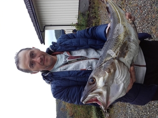Atlantic cod