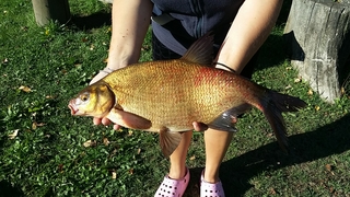 Carp bream