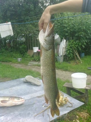 Northern Pike